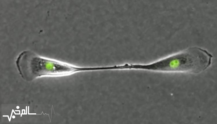 نوع جدیدی از تقسیم سلولی کشف شد